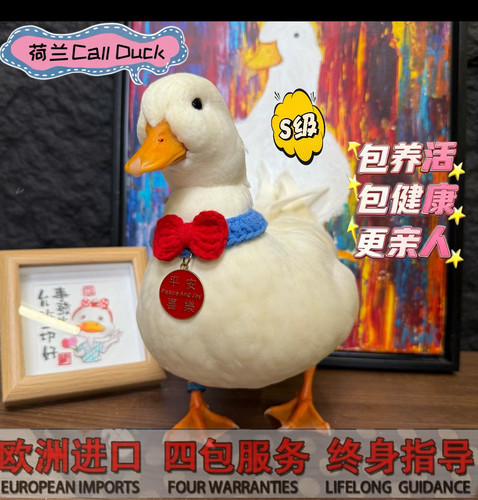 宠物鸭子柯尔鸭鸭崽可达鸭幼崽