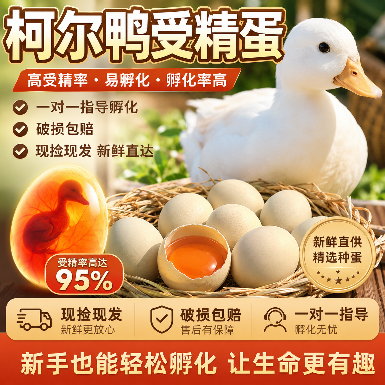 【雏森宝】柯尔鸭受精蛋宠物鸭可达鸭活体科尔鸭蛋柯尔鸭蛋可孵化
