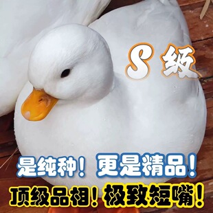 柯尔鸭活物活苗网红宠物鸭可达鸭小叫鸭科尔成年公鸭母鸭青年鸭