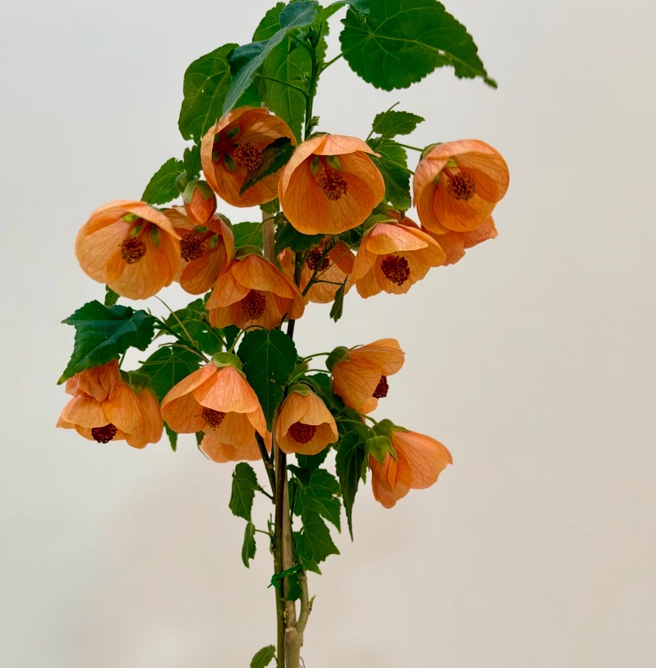 悬铃花，橙滴，花量很大的品种，绣球/木绣球/圆锥乔