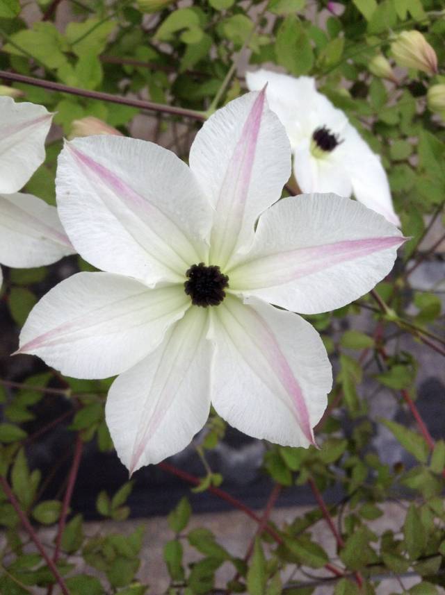 向阳铁线莲爬藤植物花卉盆栽苗庭院35包邮9月15号货