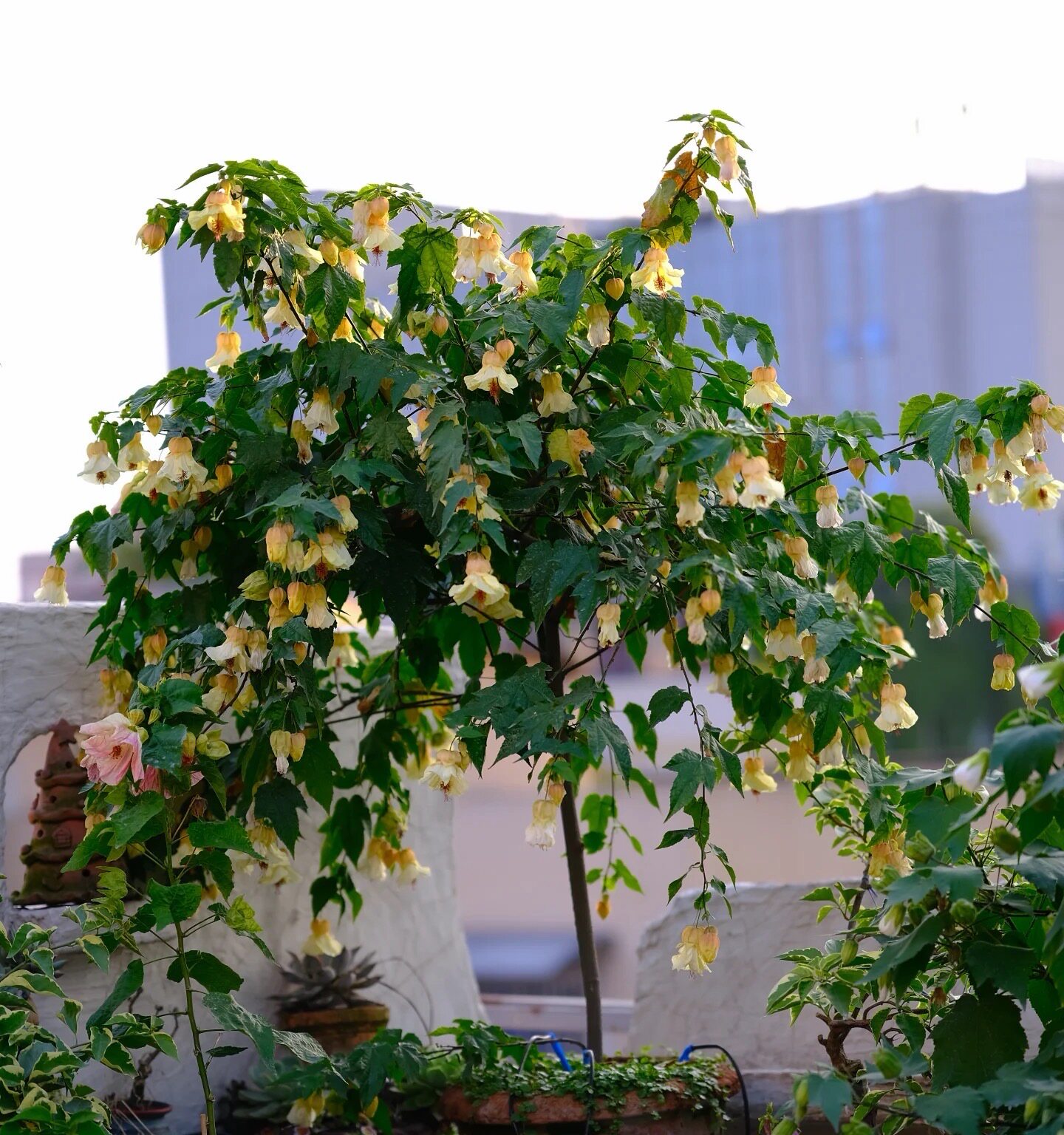 悬铃花楚楚，四季开花，花量大，