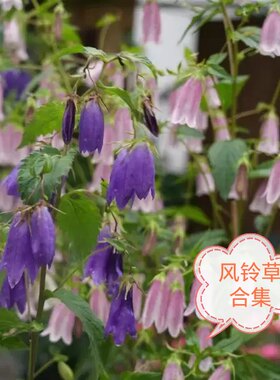 日本风铃草时令草本花卉