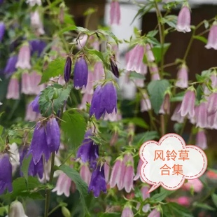 玖月小家 日本紫斑风铃草 萨拉斯托黄二重红二重卢布婚礼钟声盆栽