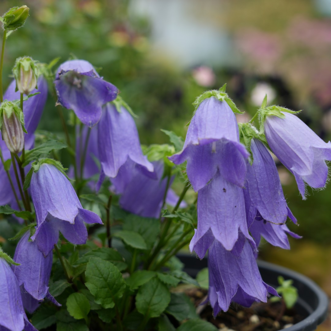 微型风铃草小川桔梗