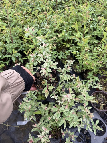 粉霜绣线菊