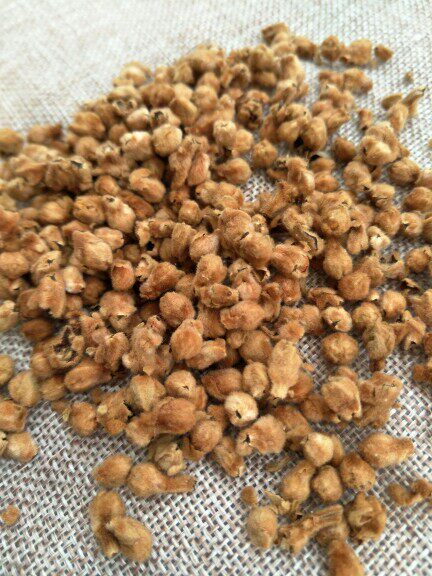 原产地农家自晒云霄枇杷花干花蕾琵琶花颗粒不带枝250g散装食用