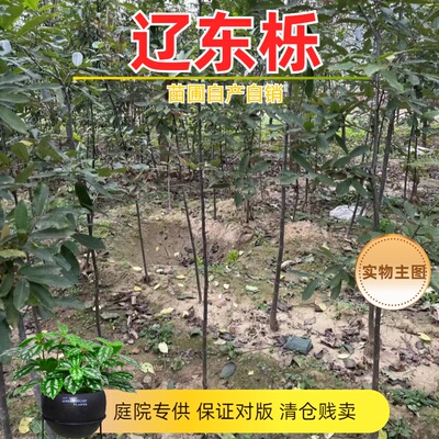 柞树辽东栎树苗庭院园林景观树