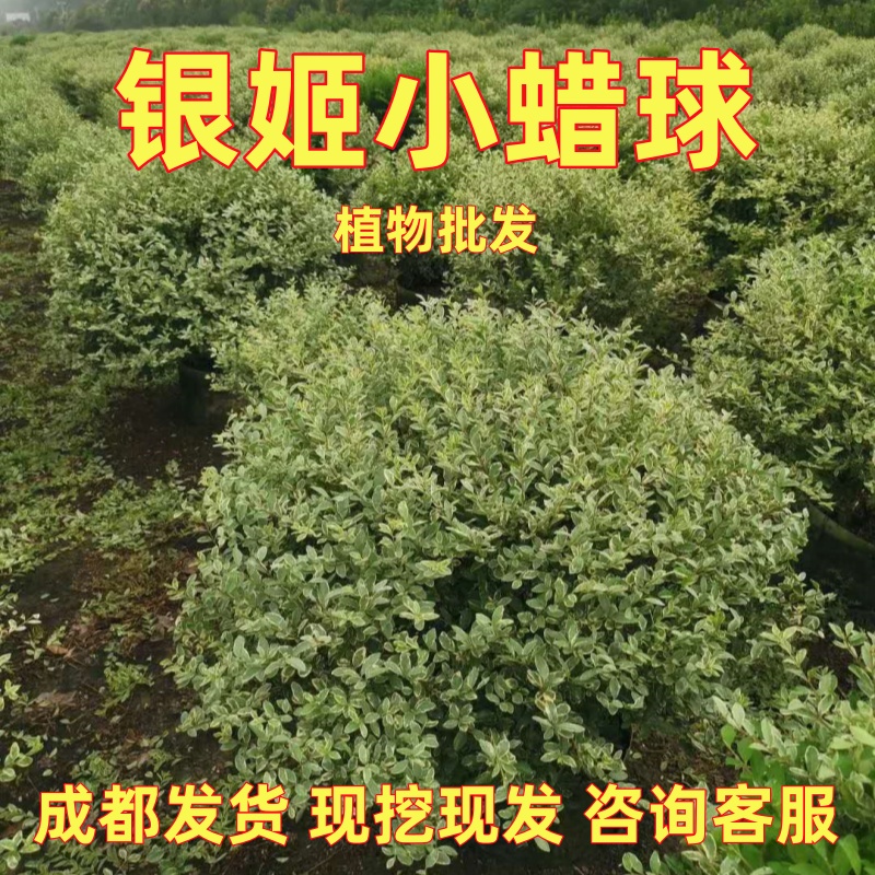 银姬小蜡球树苗金姬小蜡苗彩叶灌