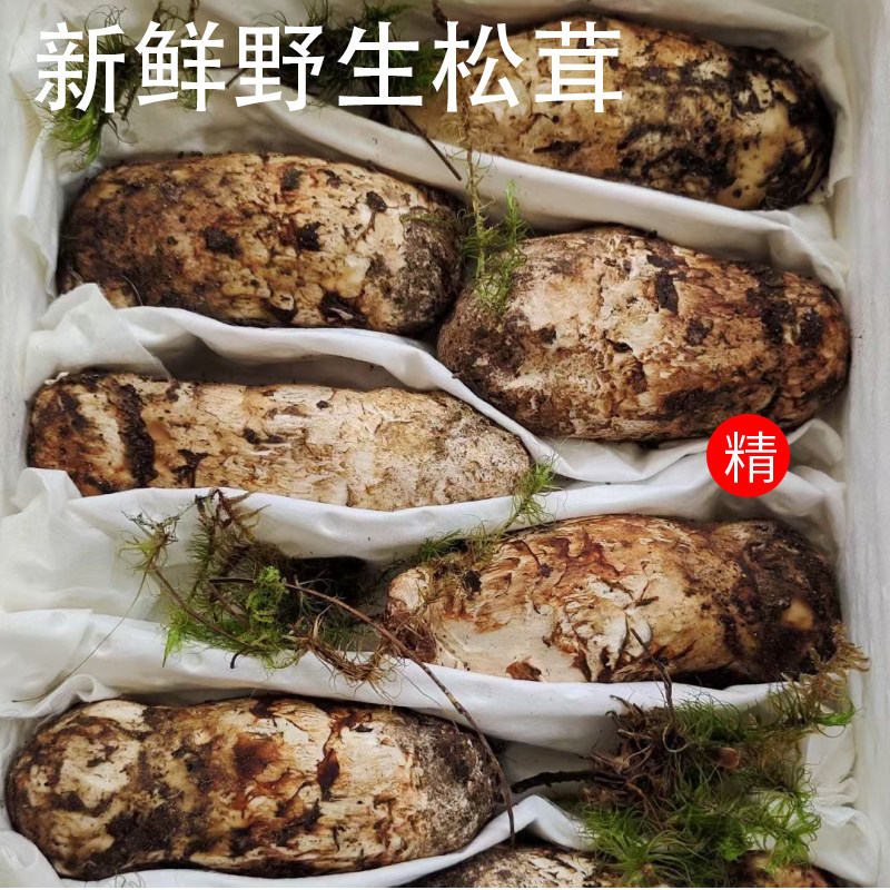新鲜野生松茸香格里拉特产