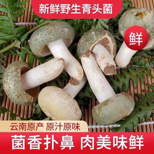 新鲜青头菌精选骨朵顺丰包邮