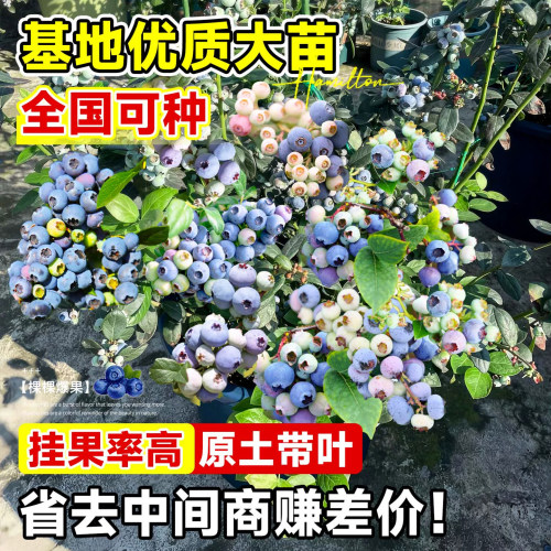 云南花香蓝莓树果苗大果盆栽