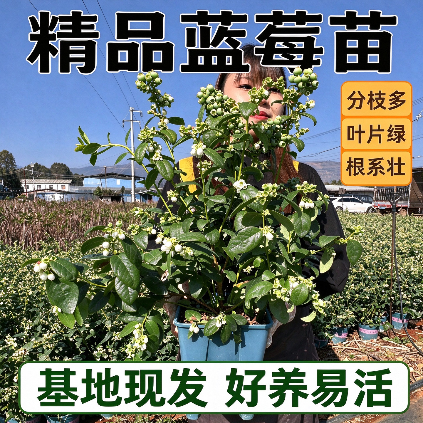 蓝莓树果苗特大号果树苗南北方四季种植室内阳台庭院地栽盆栽带果