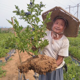 蓝莓树果苗带果蓝莓苗盆栽南北方种植特大庭院阳台果树苗当年结果