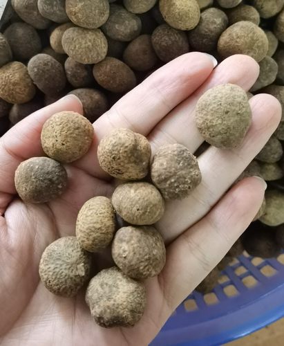 元宝五指山毛感料原籽星月菩提子