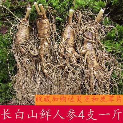 长白山特大带土新鲜人参 东北吉林人参现挖500克整枝泡酒煲汤鲜参