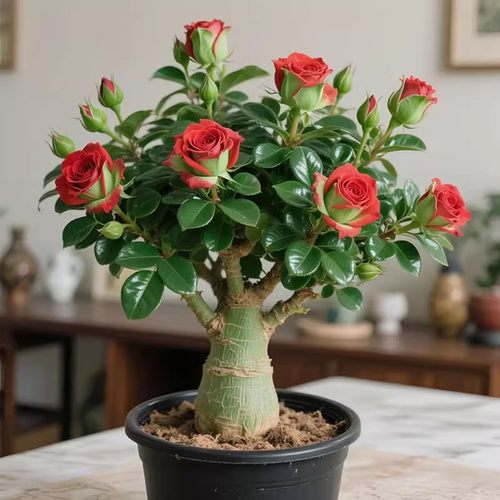 沙漠玫瑰盆栽4季开花植物室内阳台庭院好养花卉绿植盆景耐旱开花