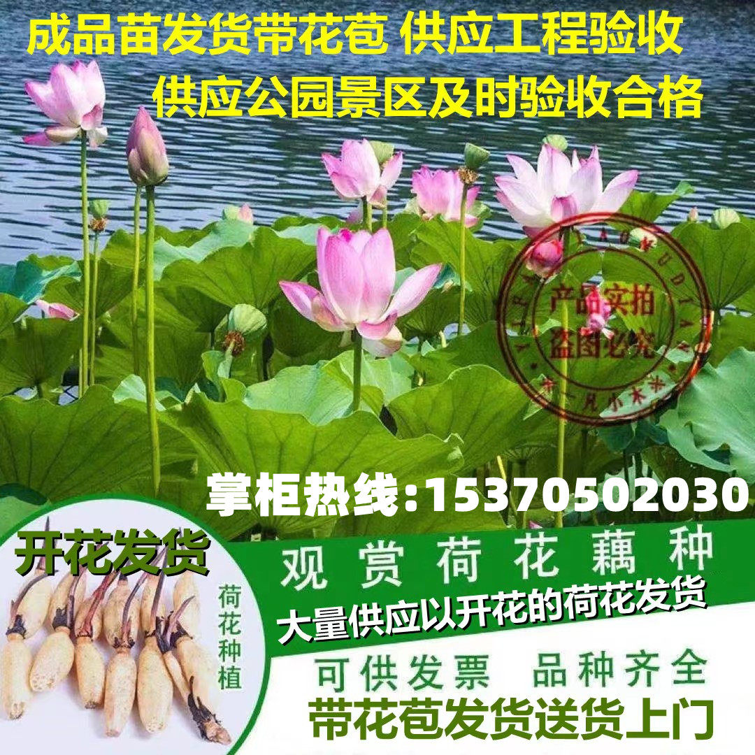 大型观赏荷花种藕苗 莲藕种苗 盆栽荷花种根苗 荷花莲藕苗莲花苗