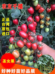新款台湾农友千禧圣女果樱桃番茄种子小西红柿籽桃红色果风味佳