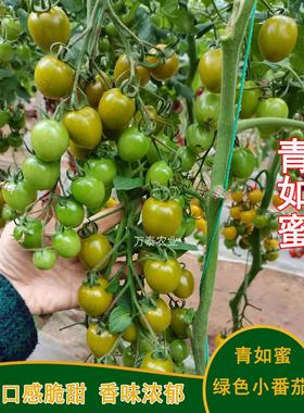 正宗青如蜜小番茄种子特色绿色圣女果种籽脆甜糖度高口感好