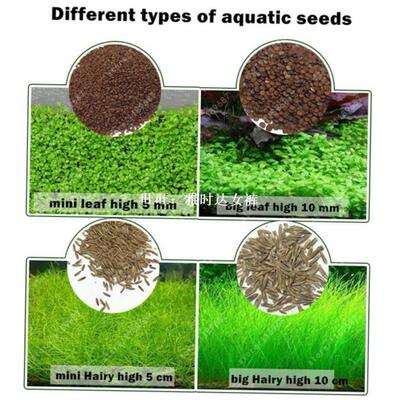 Aquarium Plant Seeds Water Aquatic Green Water Grass Decorat