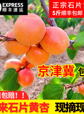 7斤石片黄杏农家现摘新鲜大张家口怀来县杏子绿色无公害水果甜杏