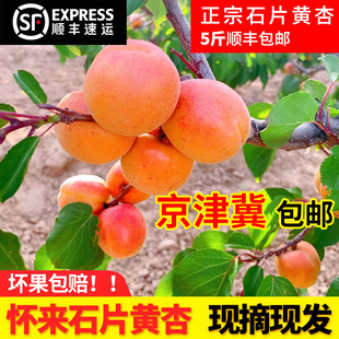 7斤石片黄杏农家现摘新鲜大张家口怀来县杏子绿色无公害水果甜杏