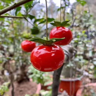 四川金弹子嫁接苗中国红紫阳金丹血红果桌面造型观果盆栽母桩盆景