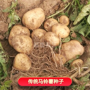 春季农家传统马铃薯蔬菜种子土豆洋芋种老品种可留种非转基因包邮