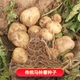 包邮 春季 农家传统马铃薯蔬菜种子土豆洋芋种老品种可留种非转基因