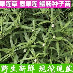 旱莲草种子苗 墨旱莲苗 鳢肠草芨芨草阳台盆栽蔬菜种子 菜种子苗