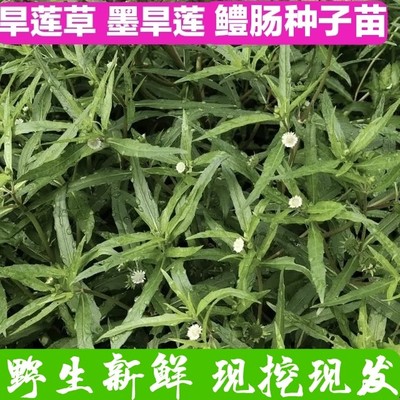 墨旱莲鳢肠芨芨草阳台蔬菜种子