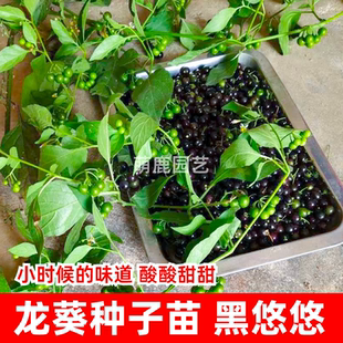 龙葵种子苗 龙葵苗 黑悠悠小燕悠种籽四季阳台盆栽水果种子苗