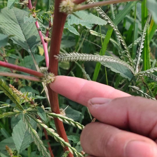 红梗刺苋菜种子带刺穗刺苋茎叶避马瘟土苋菜种子苗四季庭院易种植