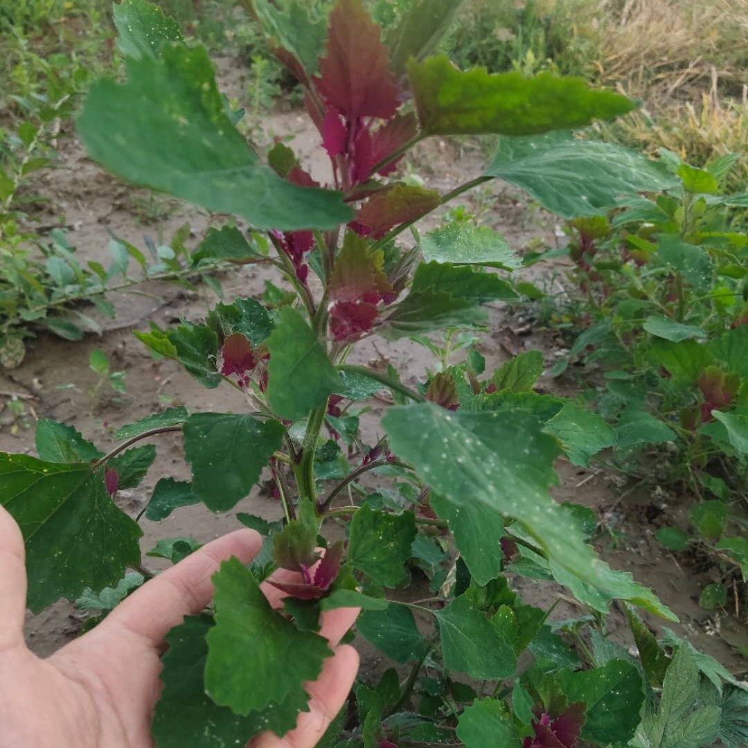 红灰菜种子野菜红灰菜种苗阳台庭院盆栽四季易活蔬菜红灰菜种子苗