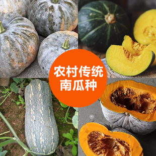 蔬菜种子南瓜种子磨盘南瓜籽扁南瓜种子贝贝南瓜种子可留种包邮
