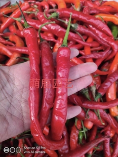 农家传统辣椒种子苗 长尖辣椒土种子阳台庭院盆栽种苗可自留做种