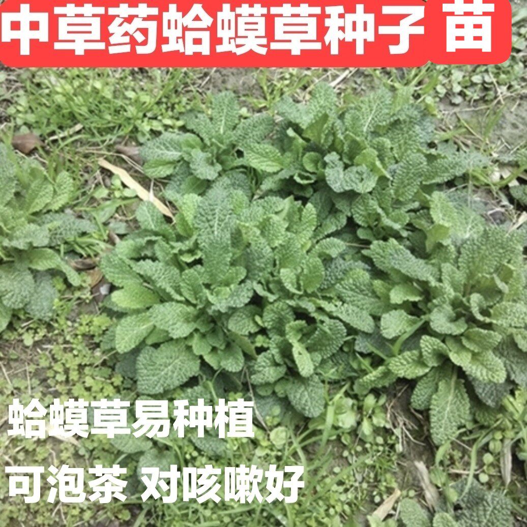 蛤蟆草蟾蜍草种子苗四季阳台庭院盆栽野菜蔬菜种籽子苗大全包邮