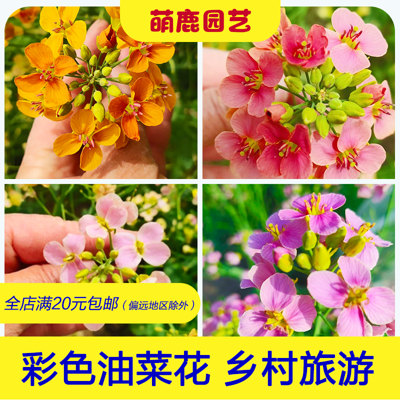 彩色油菜花种子开花海花观赏食用