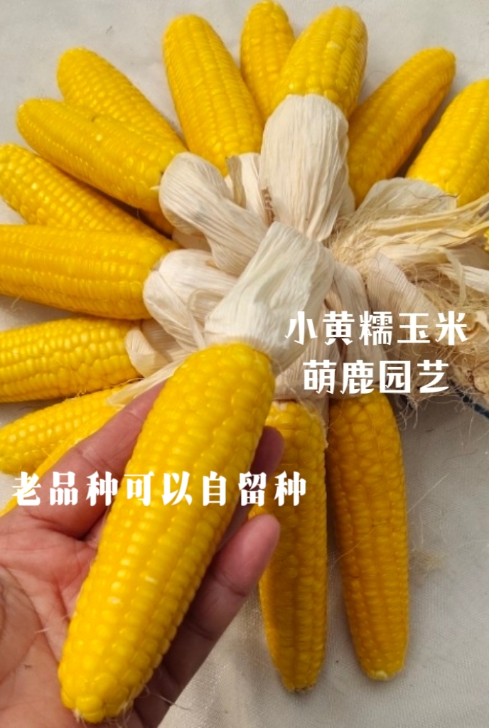 糯玉米种子香甜软糯农家自种