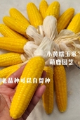 小黄糯粘玉米种子白甜糯粘香 可留种冲冠热销 老品种甜糯玉米种子
