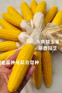 小黄糯粘玉米种子白甜糯粘香 老品种甜糯玉米种子 可留种冲冠热销