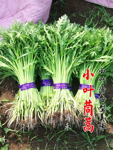 传统茼蒿种子大叶小叶四季秋冬菜种子庭院阳台盆栽蔬菜种子可留种