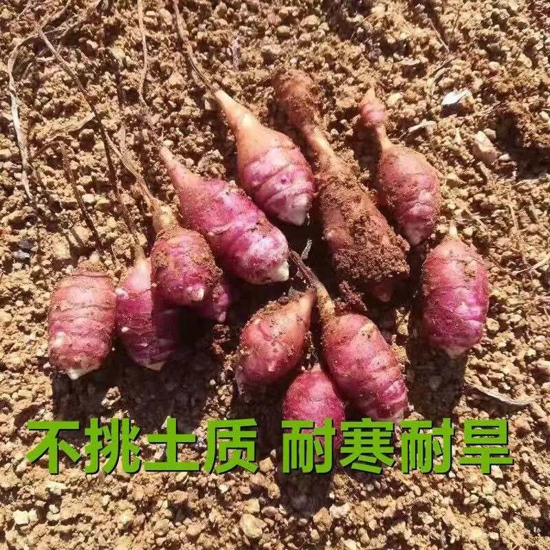 胰岛果苗新鲜现挖野生红皮胰岛果苗新鲜种子成活率高可生吃