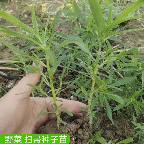 野菜类扫帚草庭院种孑春夏地肤子