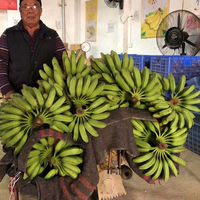 Freshly picked green plantains from Gaozhou, large plantains, and fresh horned plantains without ripening agents. Free shipping for 3, 5, and 9 pounds of fruits in season from Guangdong thumbnail 5