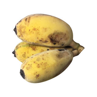 高州苹果蕉粉蕉新鲜香蕉banana水果米蕉非海南皇帝蕉芭蕉5斤包邮