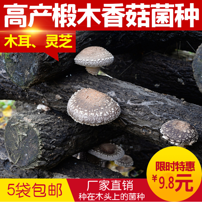 段木香菇菌种菇种种子椴木黑木耳灵芝平菇菌种菌包原种栽培种包邮