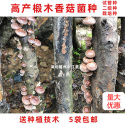 香菇菌种种树上香菇菌种原种母种蘑菇菌种 香菇种植 椴木香菇菌种