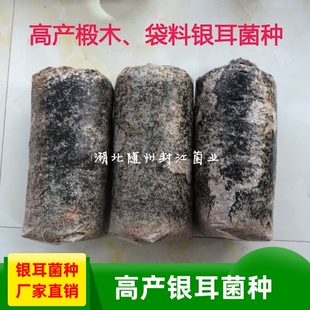 高产段木银耳菌种银耳种子白木耳菌种香灰菌种白木耳菌种